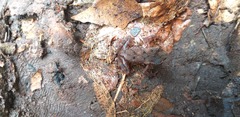 Ingerophrynus divergens