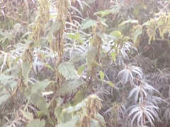 Urtica dioica dioica