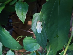 Boana platanera