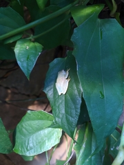 Boana platanera