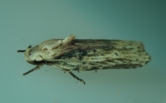 Lepidoptera