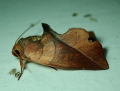 Apela
