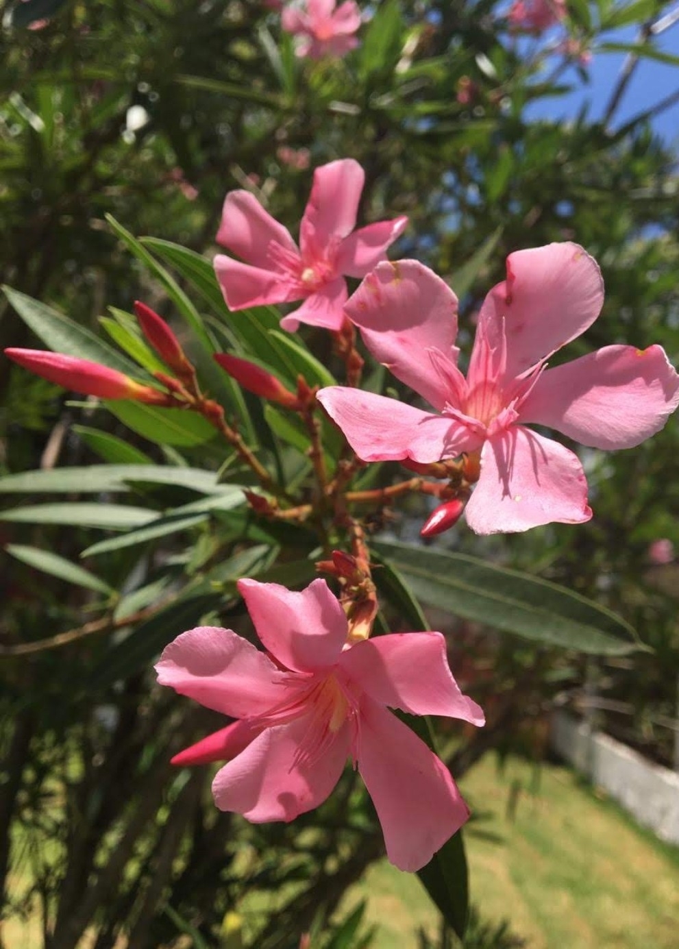 Nerium oleander