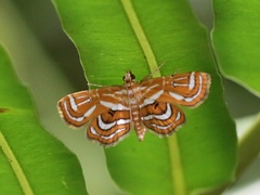 Cymoriza