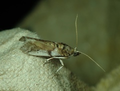 Lepidoptera