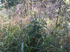 Urtica dioica dioica