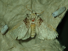 Lepidoptera