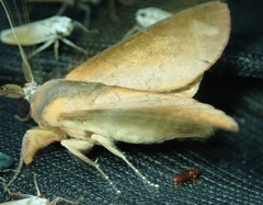Lepidoptera