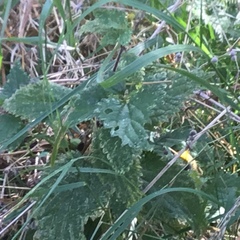 Urtica dioica dioica