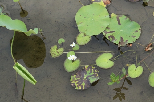 crested floating-heart (Nymphoides hydrophyllum)