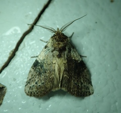 Lepidoptera