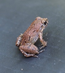 Adenomera hylaedactyla