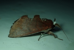 Lepidoptera