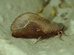 Lepidoptera