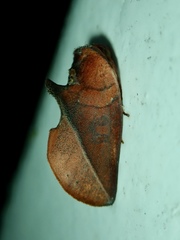 Apela