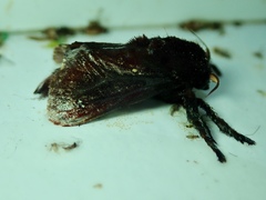 Lepidoptera