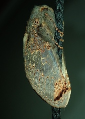 Lepidoptera