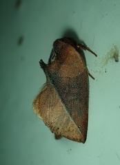 Lepidoptera