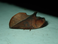 Apela
