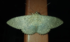 Lepidoptera