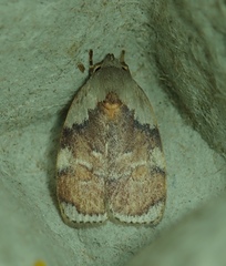 Lepidoptera