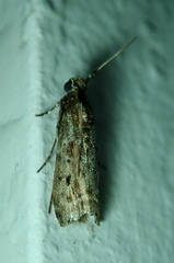 Lepidoptera