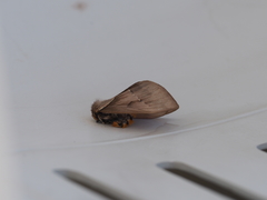 Lepidoptera