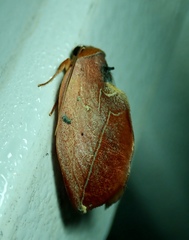 Lepidoptera
