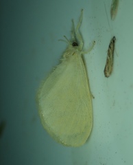 Lepidoptera