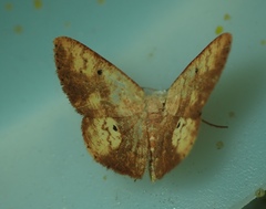 Lepidoptera