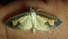 Mesocondyla dardusalis