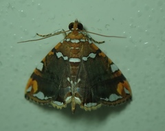Lepidoptera