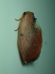 Lepidoptera