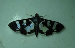 Desmia bajulalis