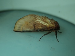 Lepidoptera