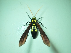 Orcynia calcarata