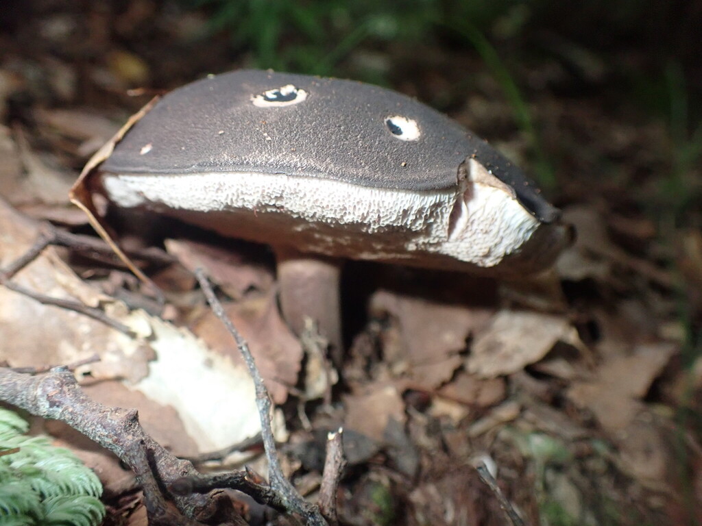 Tylopilus formosus · April 2025 · photo: © shaun_thompson (iNaturalist, cc-by)