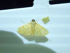 Lepidoptera