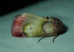 Lepidoptera