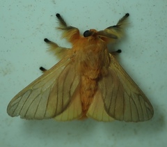 Thoscora