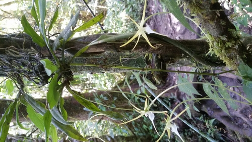 Aeranthes schlechteri H.Perrier 3
