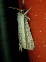 Lepidoptera