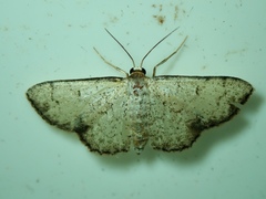 Lepidoptera