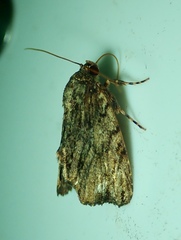 Lepidoptera