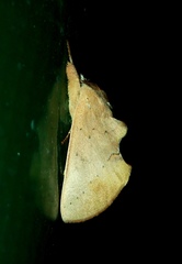 Lepidoptera