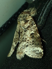 Lepidoptera
