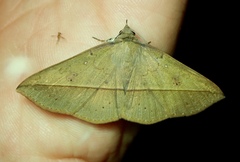 Lepidoptera