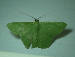 Geometridae