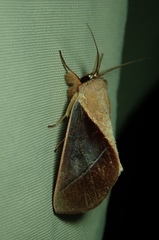Lepidoptera