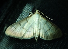 Lepidoptera